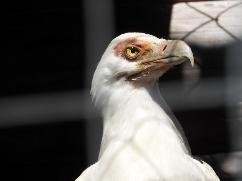 Palmiste africain - 2020