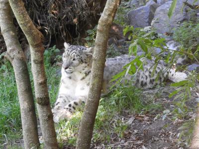 Panthère des neiges - 2020