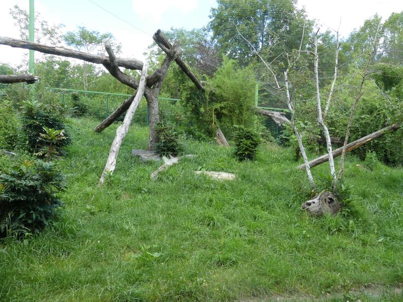 Panthère des neiges - 2020