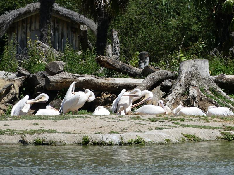 Pélican blanc - 2020