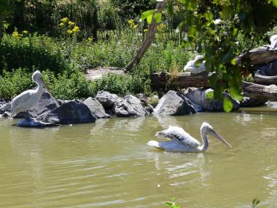 Pélican frisé - 2020