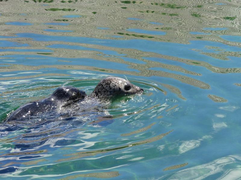 Phoque veau marin