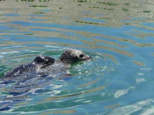 Phoque veau marin