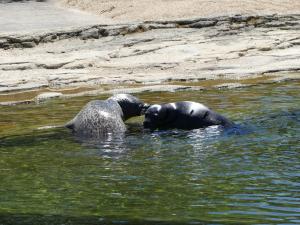 Phoque veau marin