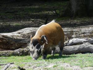 Potamochère