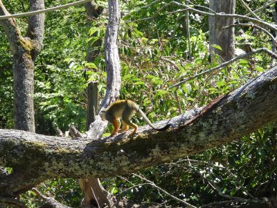 Saïmiri commun - 2020