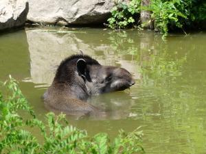 Tapir terrestre