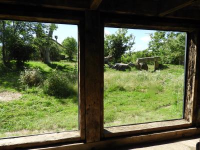 Tigre de Sumatra - 2020