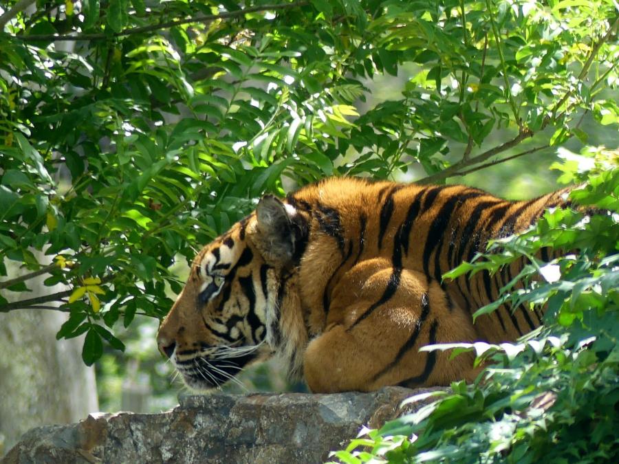 Tigre de Sumatra