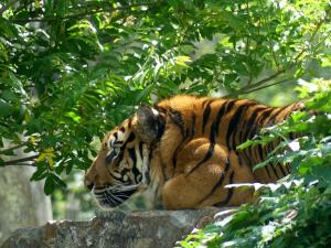 Tigre de Sumatra