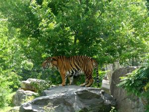 Tigre de Sumatra