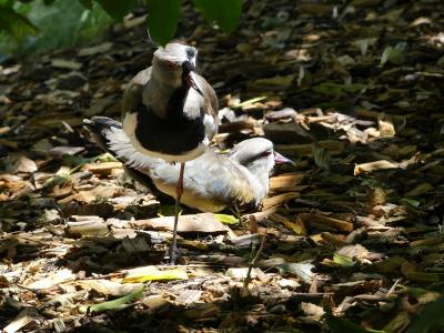 Vanneau téro - 2020