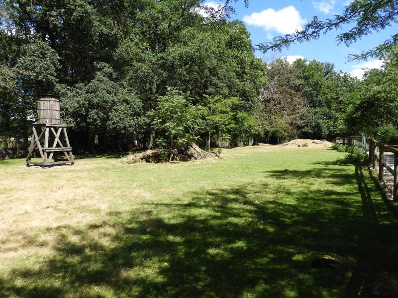 Wallaby de Bennett - 2020