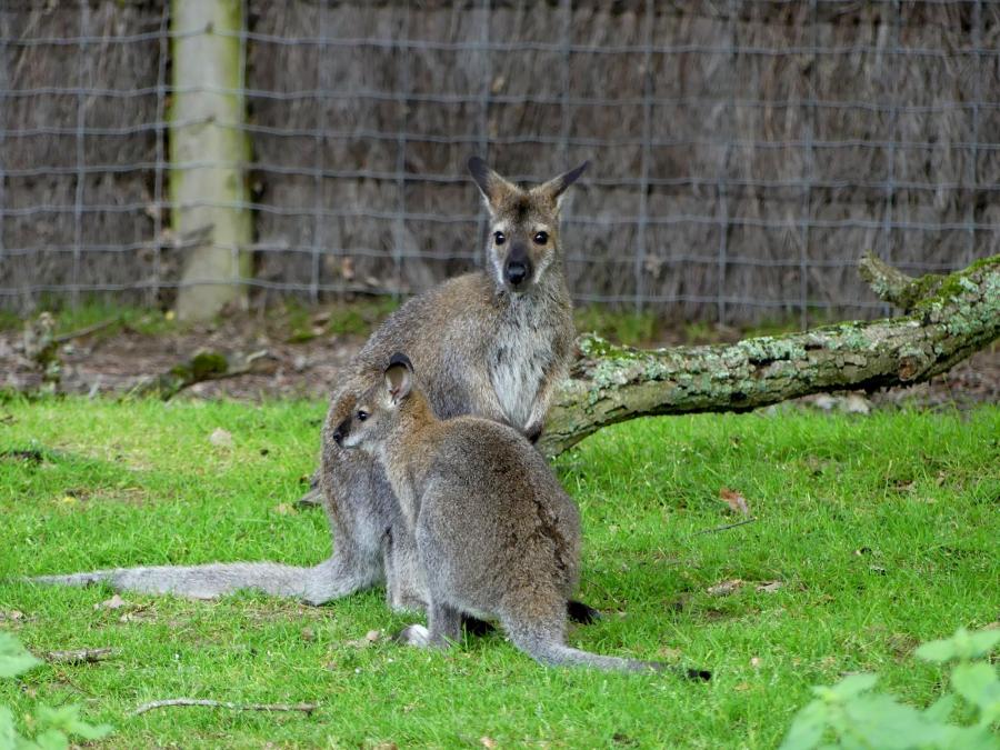 Wallaby de Bennett