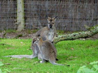 Wallaby de Bennett - 2020
