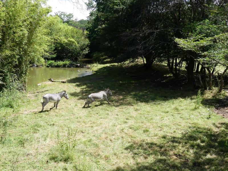 Zèbre de Grévy - 2020