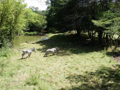 Zèbre de Grévy - 2020