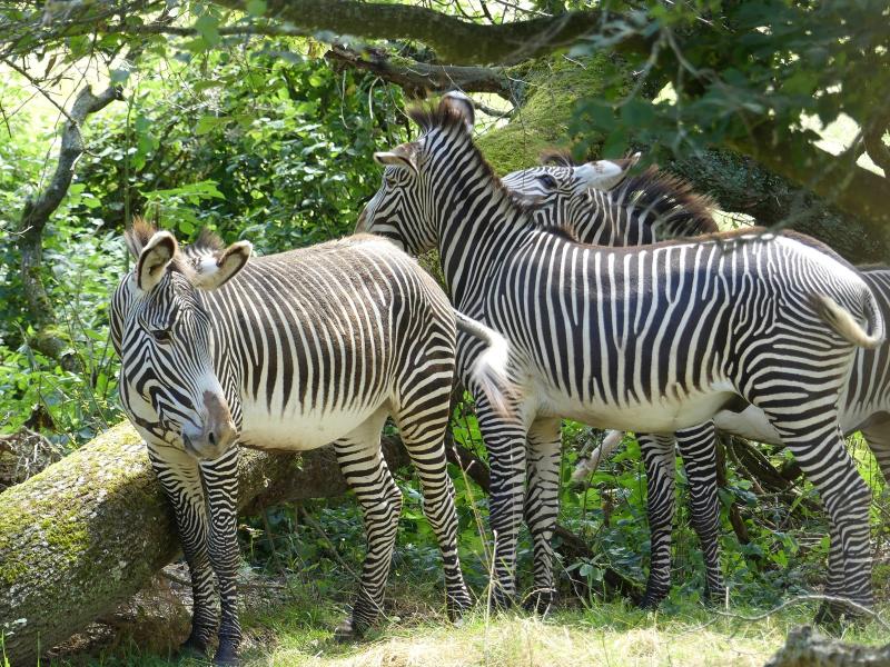 Zèbre de Grévy - 2020