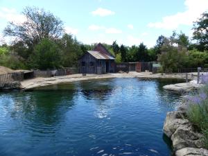 Phoque veau marin