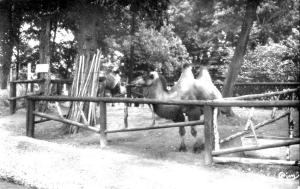 Chameaux