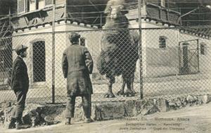 Cage des chameaux