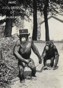 Académie du Chimpanzé - 1959