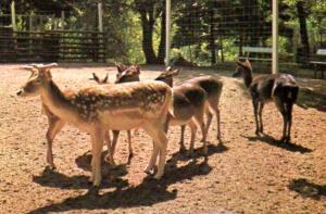 Le Zoo
