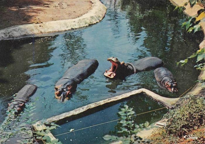 Les hippopotames