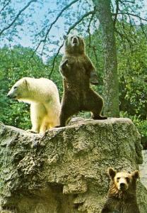 Les ours