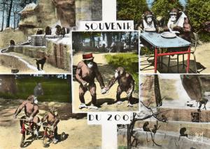 Rocher des singes - Académie du Chimpanzé
