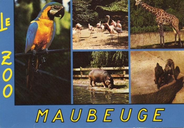 Le perroquet - Les flamants roses -La girafe - L'hippopotame - Les singes