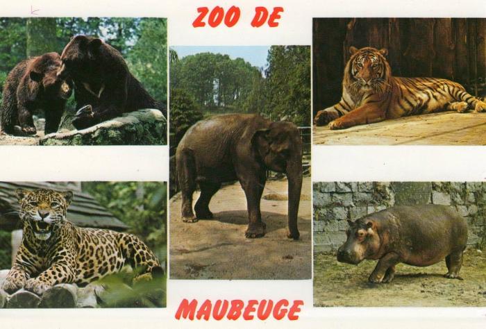 Les ours, Panthère, Eléphant, Tigre, Hippopotame