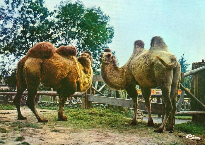 Les Chameaux