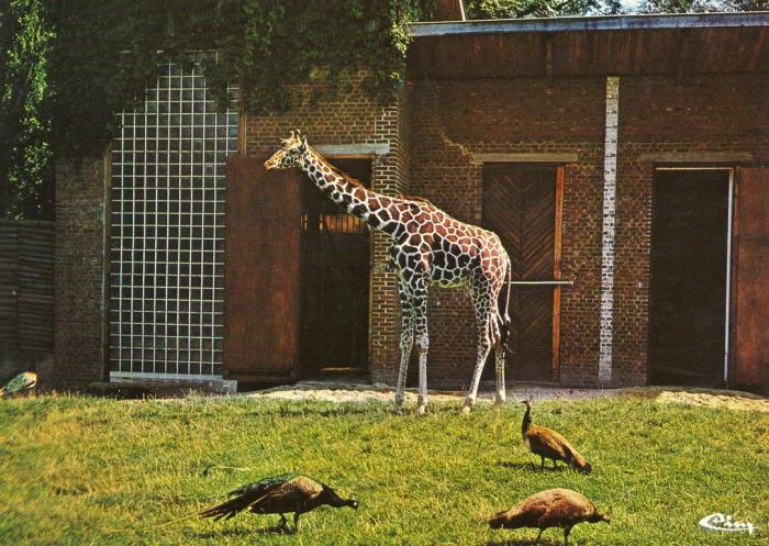 Girafe