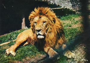 Le Lion
