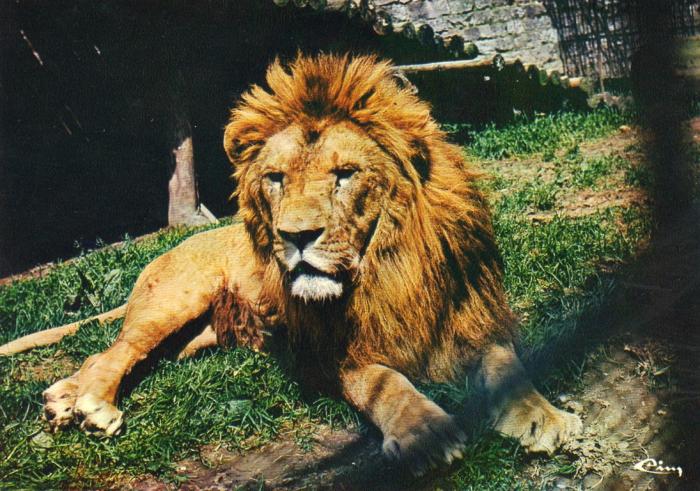 Le Lion