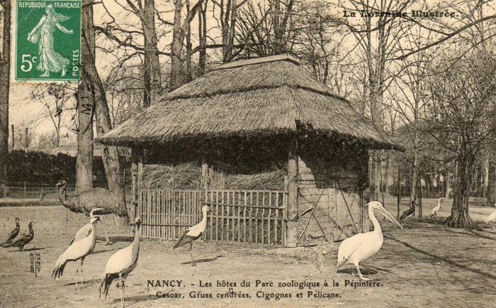 Casoar, Grues cendrées, Cigognes et Pélicans - 1908