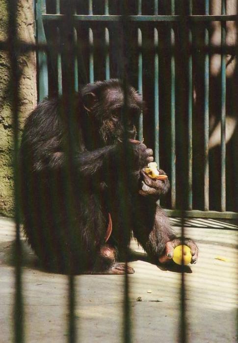 La Pépinière - Le Singe