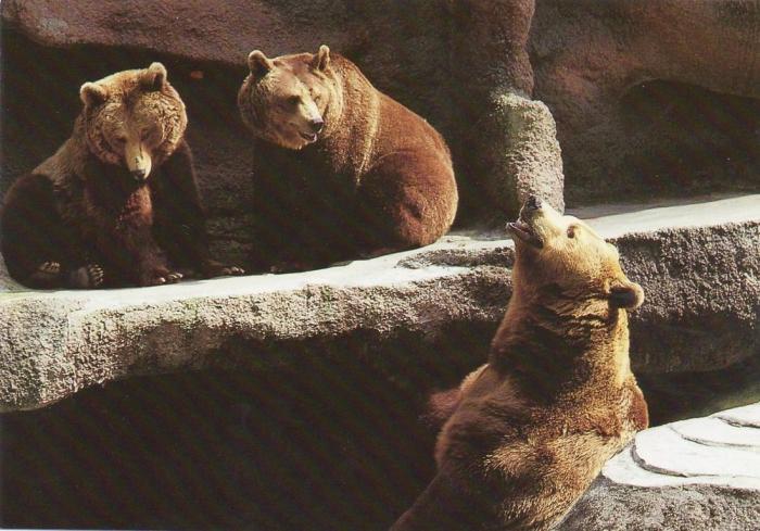 Les ours