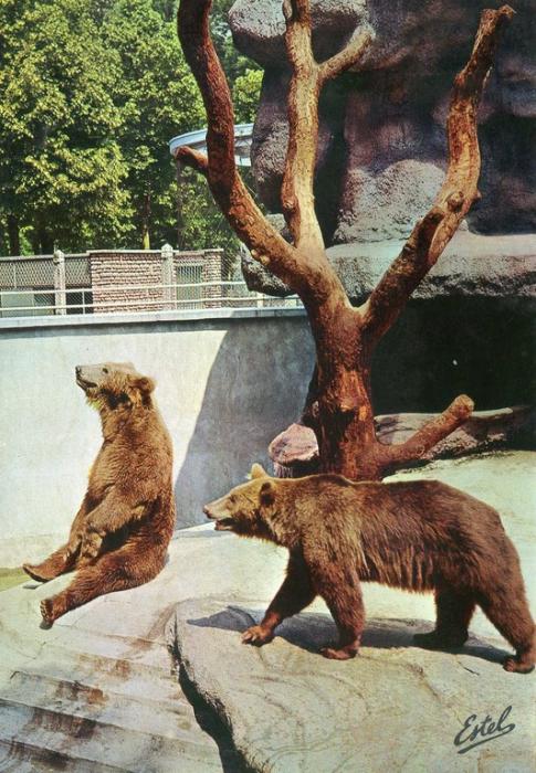 Les ours offerts à Nancy par la ville de Karlsrhue - 1967