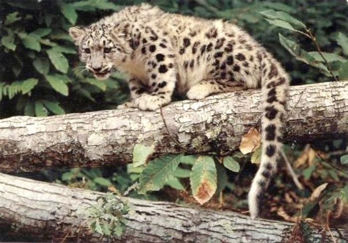 Panthère des neiges