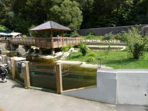 Espace : Castor - Loutre d'Europe