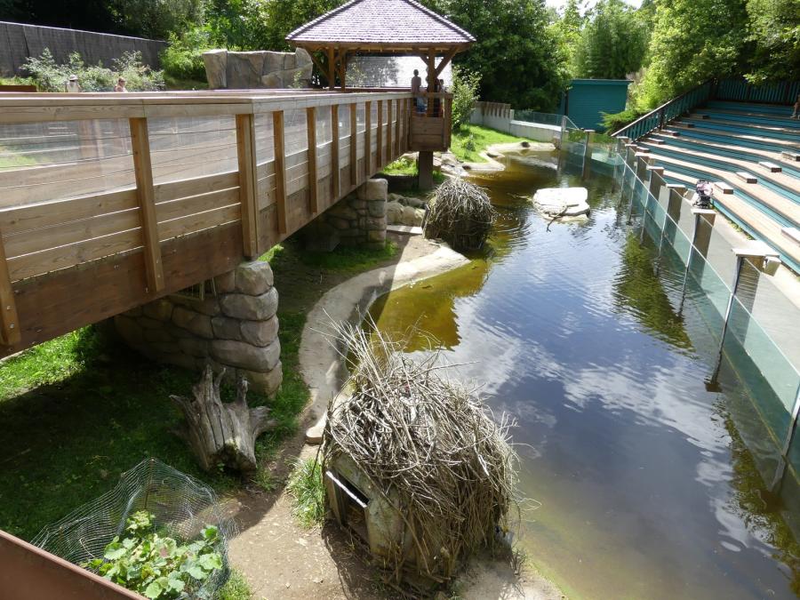 Espace: Castor - Loutre d'Europe