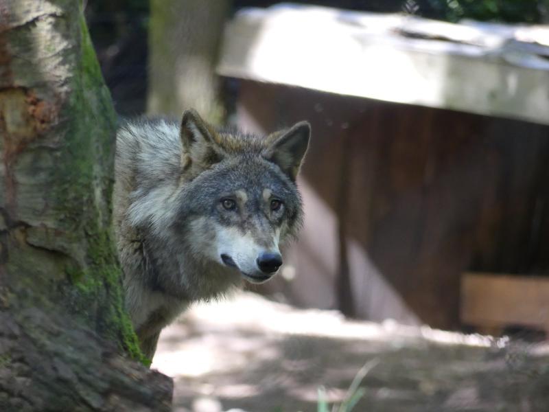 Loup gris commun - 2023