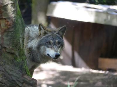 Loup gris commun - 2023