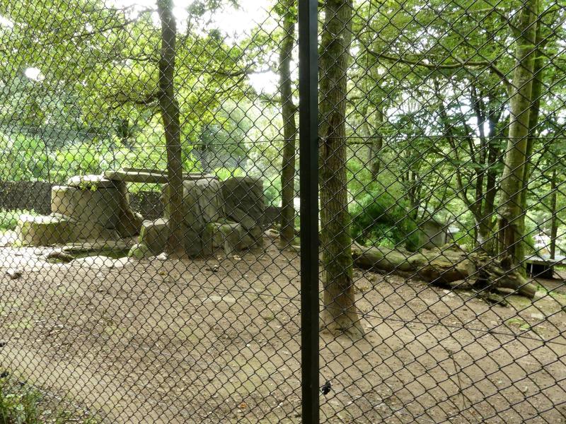 Loup gris commun - 2023