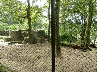 Loup gris commun - 2023