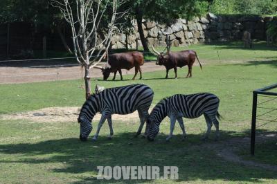 Bœuf Watussi - Zèbre - 2011