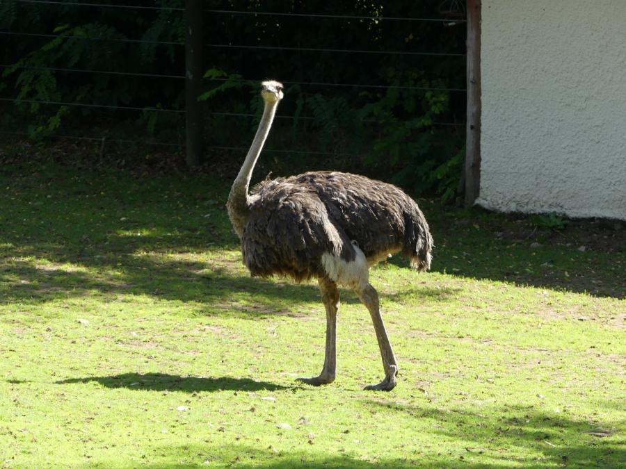Autruche