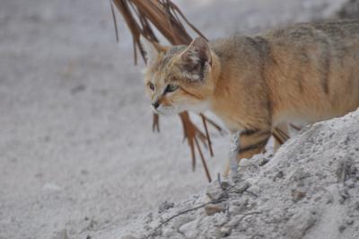 Chat des sables - 2023